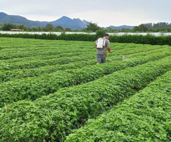 Galeri Produk Pertanian Koperasi LPS (7)